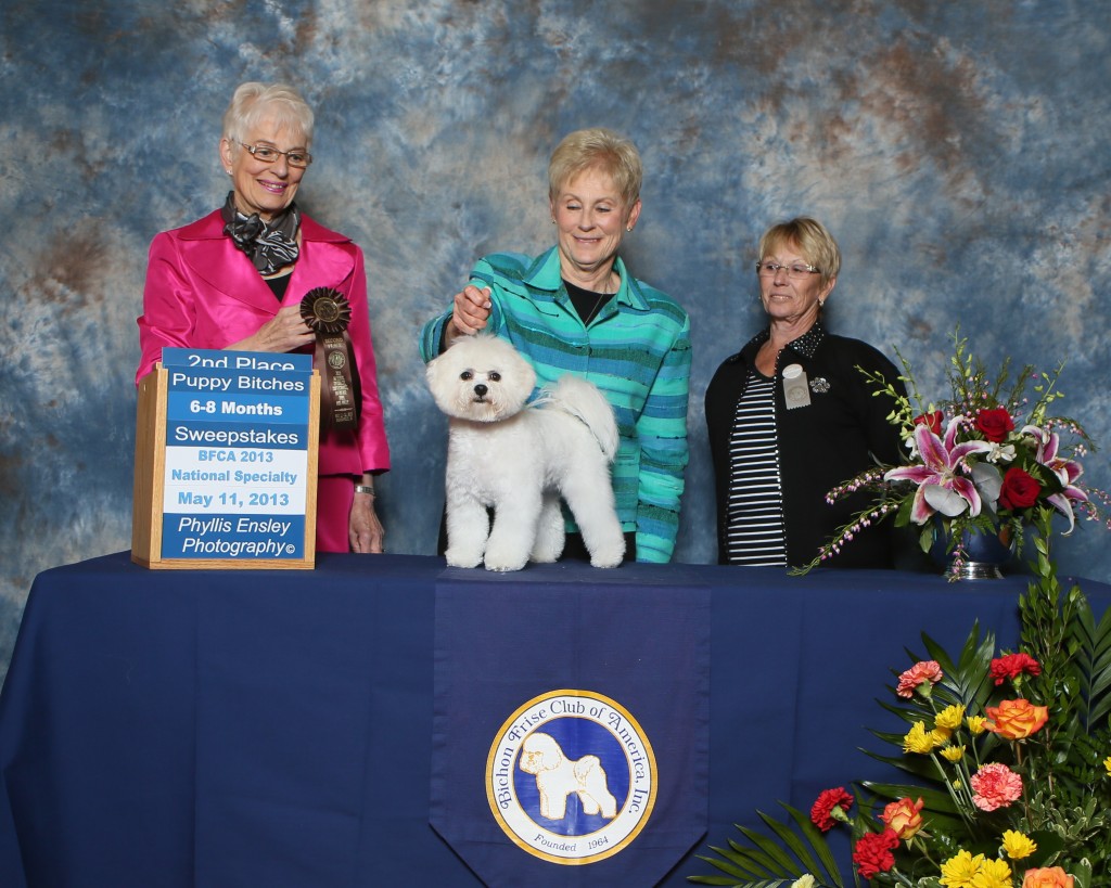 Bichon Frise Club of American National Sweepstakes