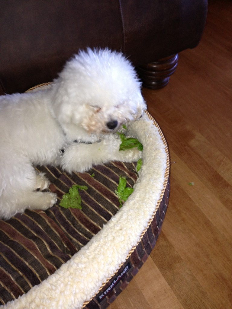 Lily the lettuce thief