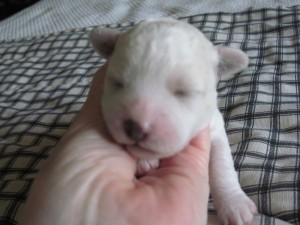 Weighing in at 12.7 oz. is our largest puppy, the boy colored black.