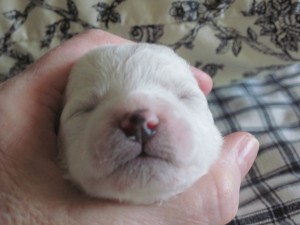 No, I'm not strangling her!  She is 11.2 oz. of squirming Bichon baby girl.  