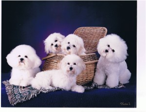 Here's a picture of Roxee's family.  Ben, her Dad is on the left.  mother Duchess is on the right.  In the basket we have Gidget and Max and in front is Roxee.