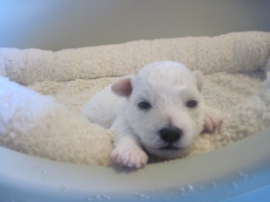 Green Boy weighs the most:  1 lb. 2.6 oz.  Notice his black nose and the pigment running up toward his eyes.