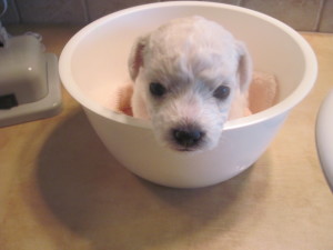 Pink y at 3 weeks old.  She's trying to figure out how to get out of this bowl!