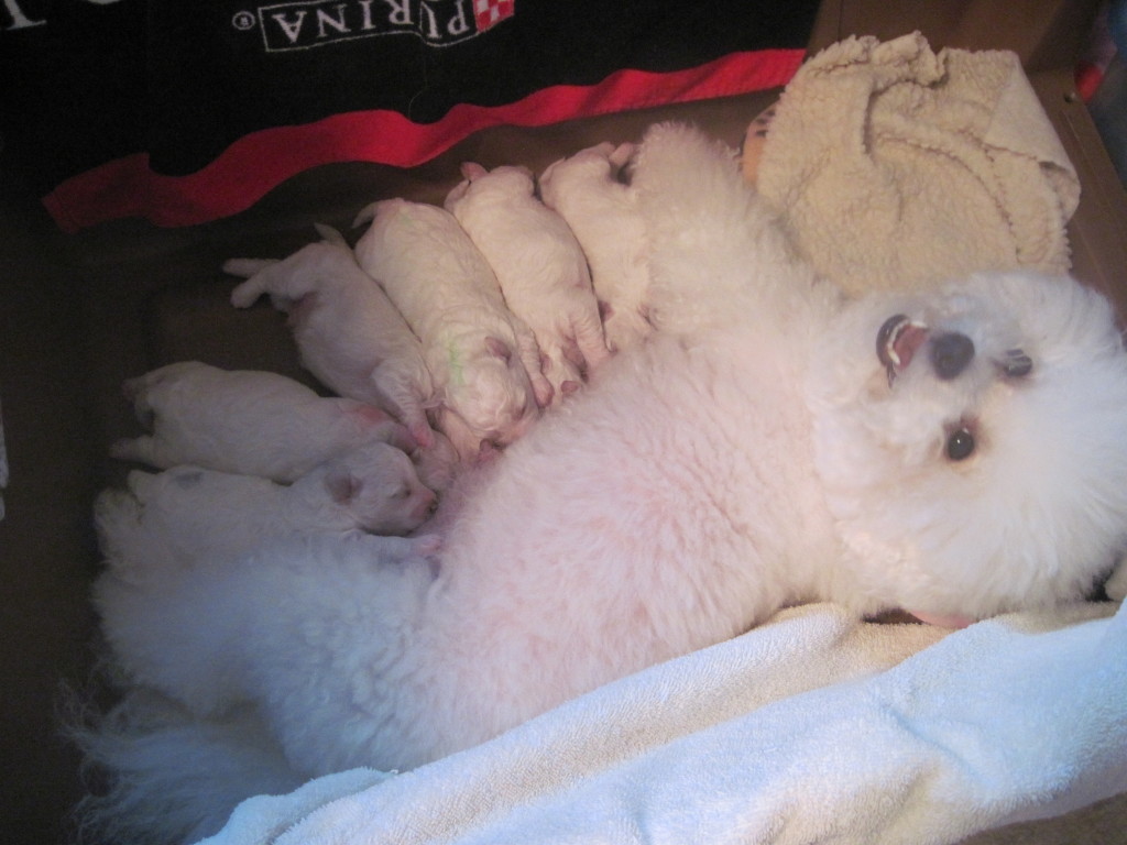 Ten days old and enjoying their meal!