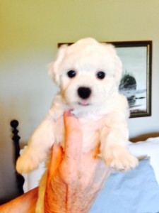 Orange boy is sticking out his tongue.  He weighs 2 lb. 4.1 oz.