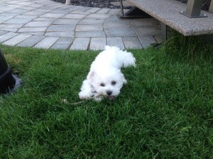 Right before Mom took the big stick away.