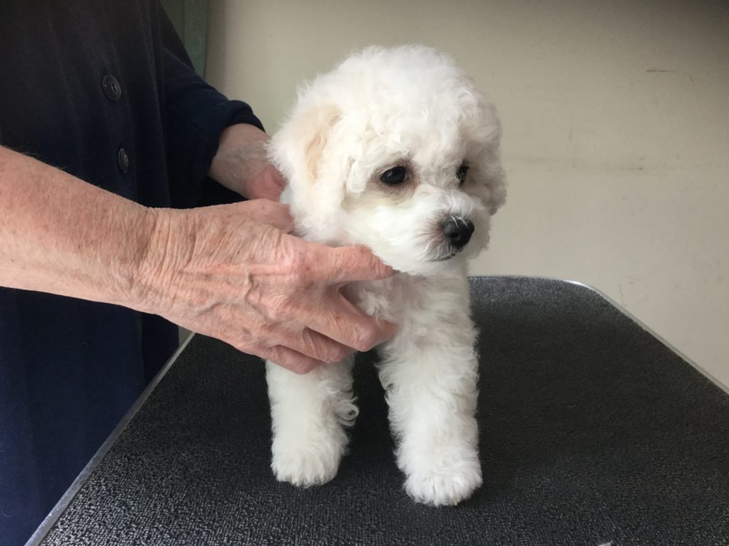 Pink Girl is 9 weeks old.  She is a sweetie!