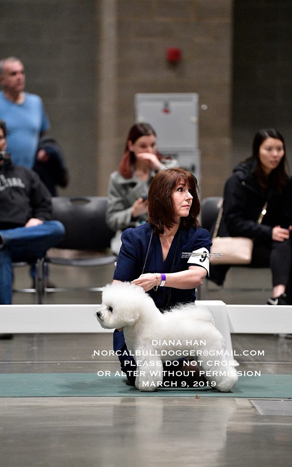 Seattle Dog Show