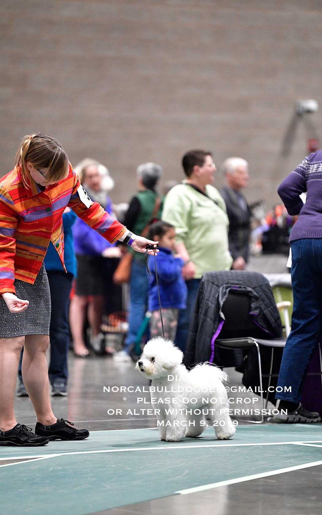 Seattle Dog Show