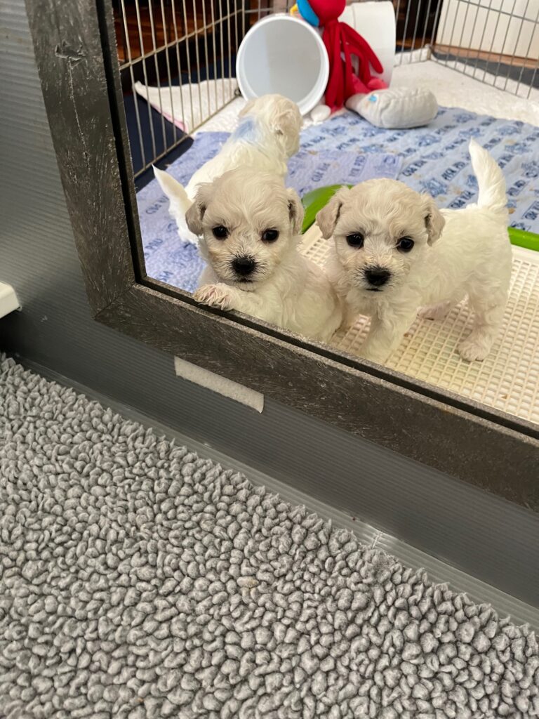 Purple boy on left with his sister Turquoise. Purple was trying to climb into the box, but as of today he hasn't mastered that. He was one of the first to go through their tunnel.